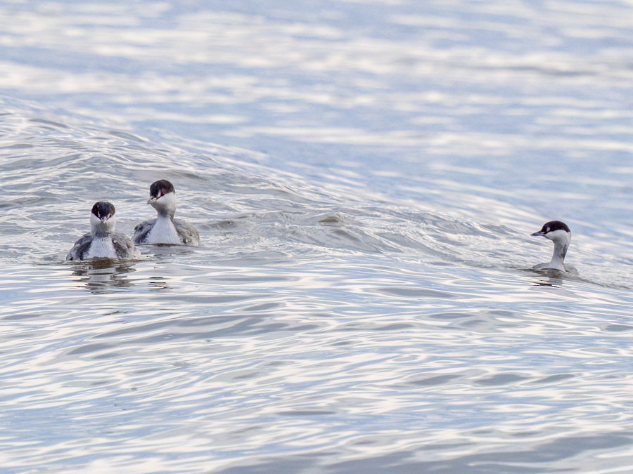 Horned Grebe - ML629119872