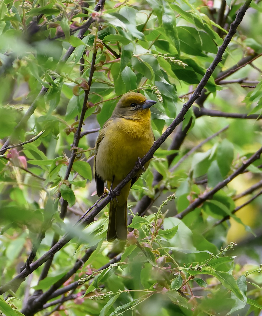 Hepatic Tanager - ML629119889