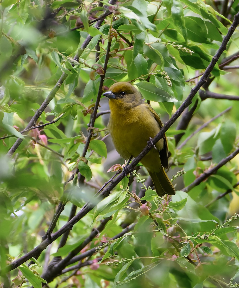 Hepatic Tanager - ML629119892