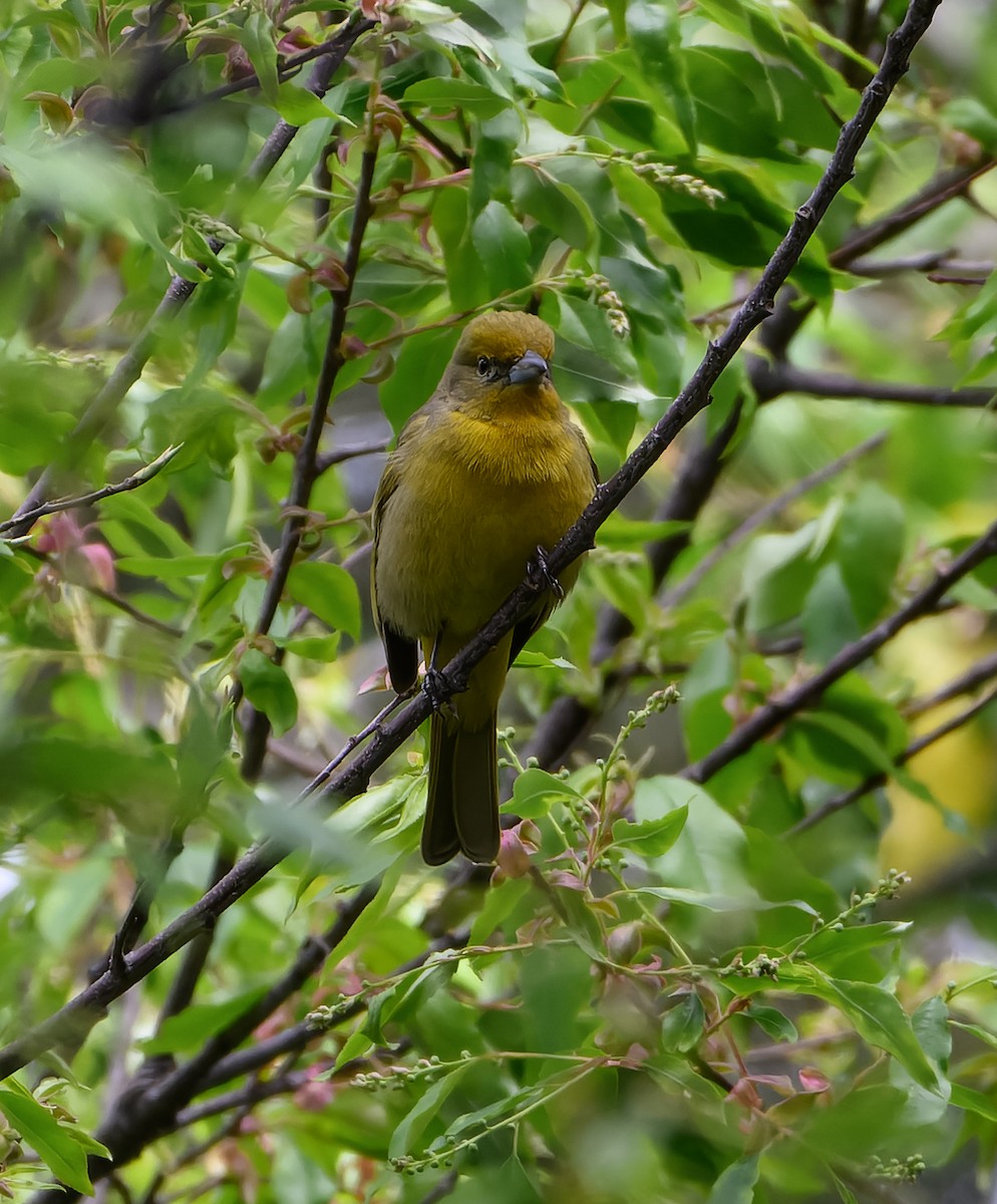 Hepatic Tanager - ML629119893