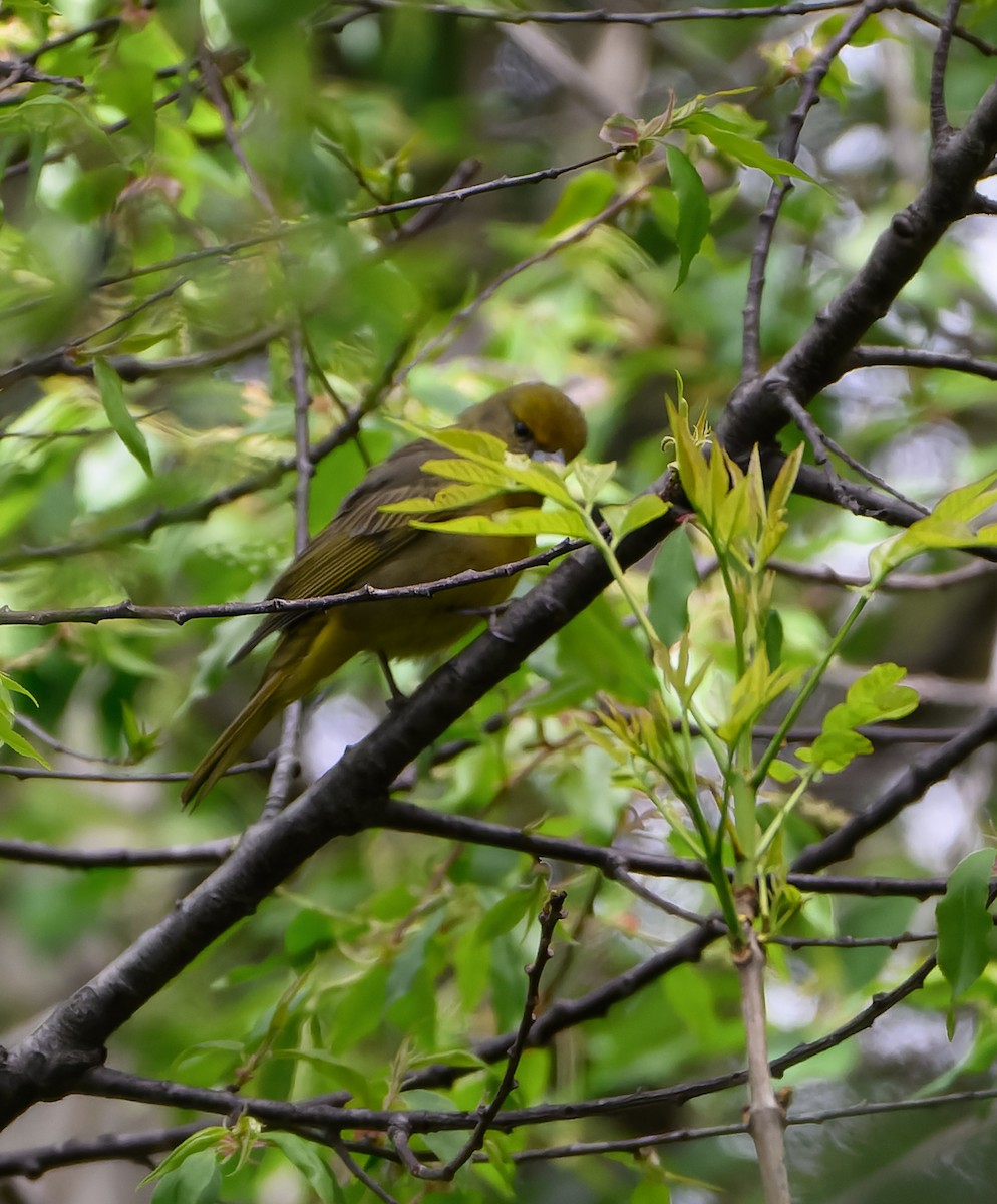 Hepatic Tanager - ML629119895