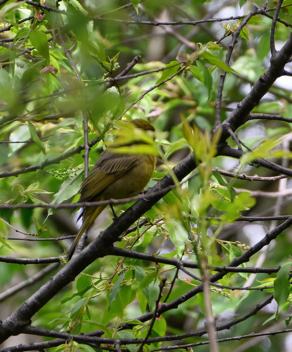 Hepatic Tanager - ML629119896