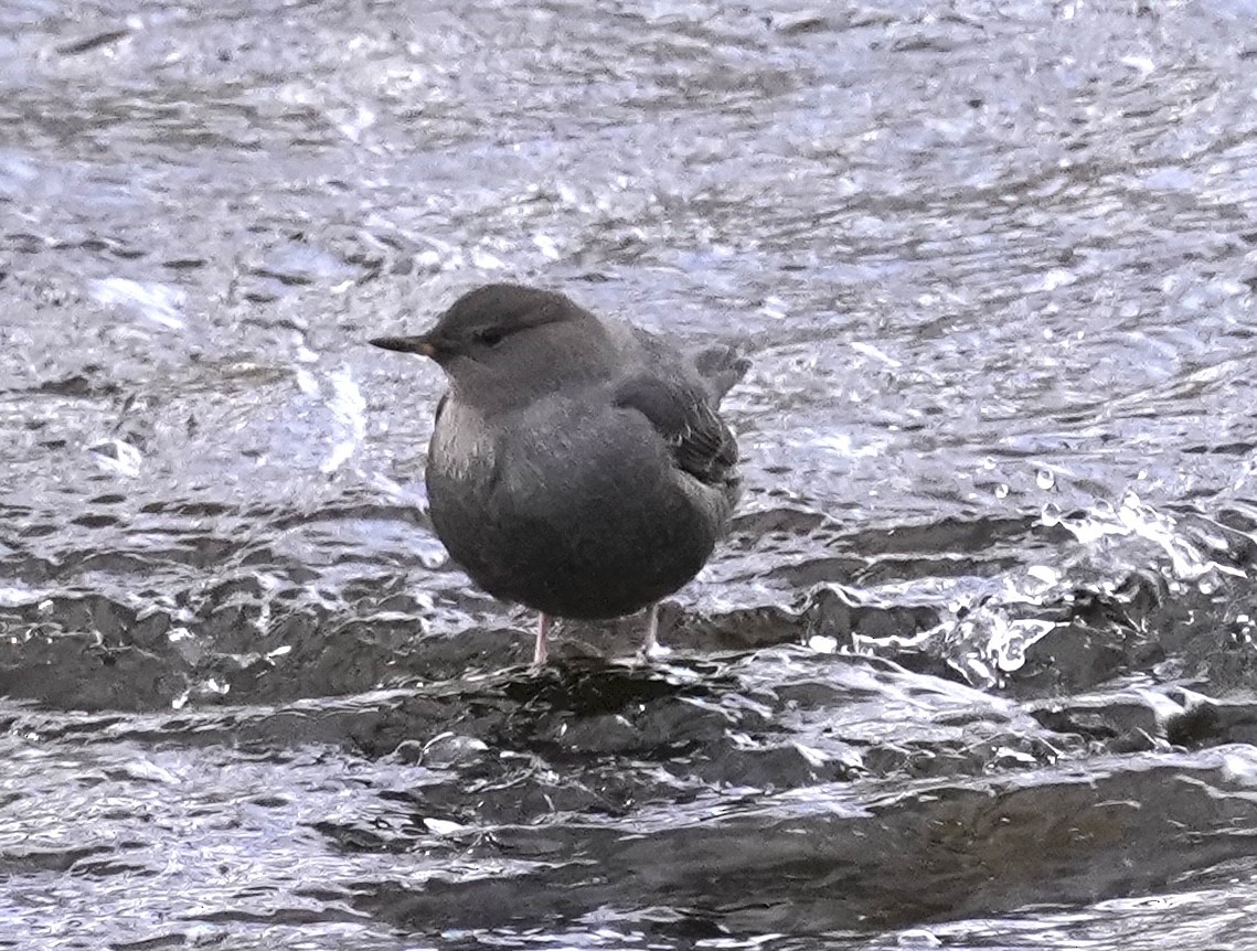 American Dipper - ML629119907