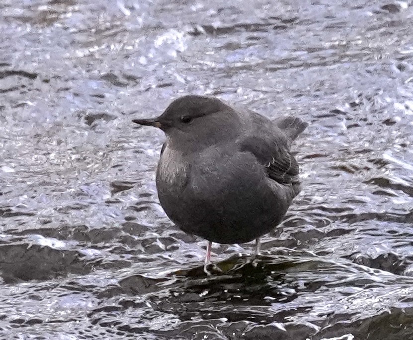 American Dipper - ML629119921