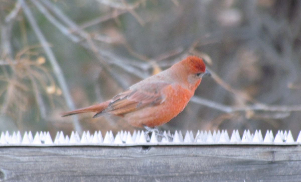 Hepatic Tanager - ML629119940