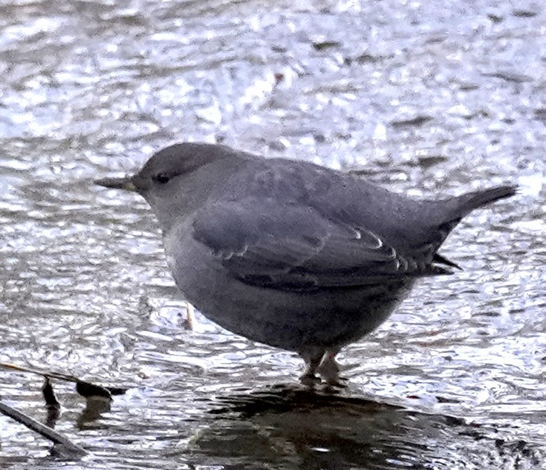 American Dipper - ML629119941