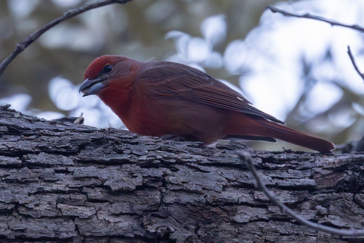 Hepatic Tanager - ML629119950