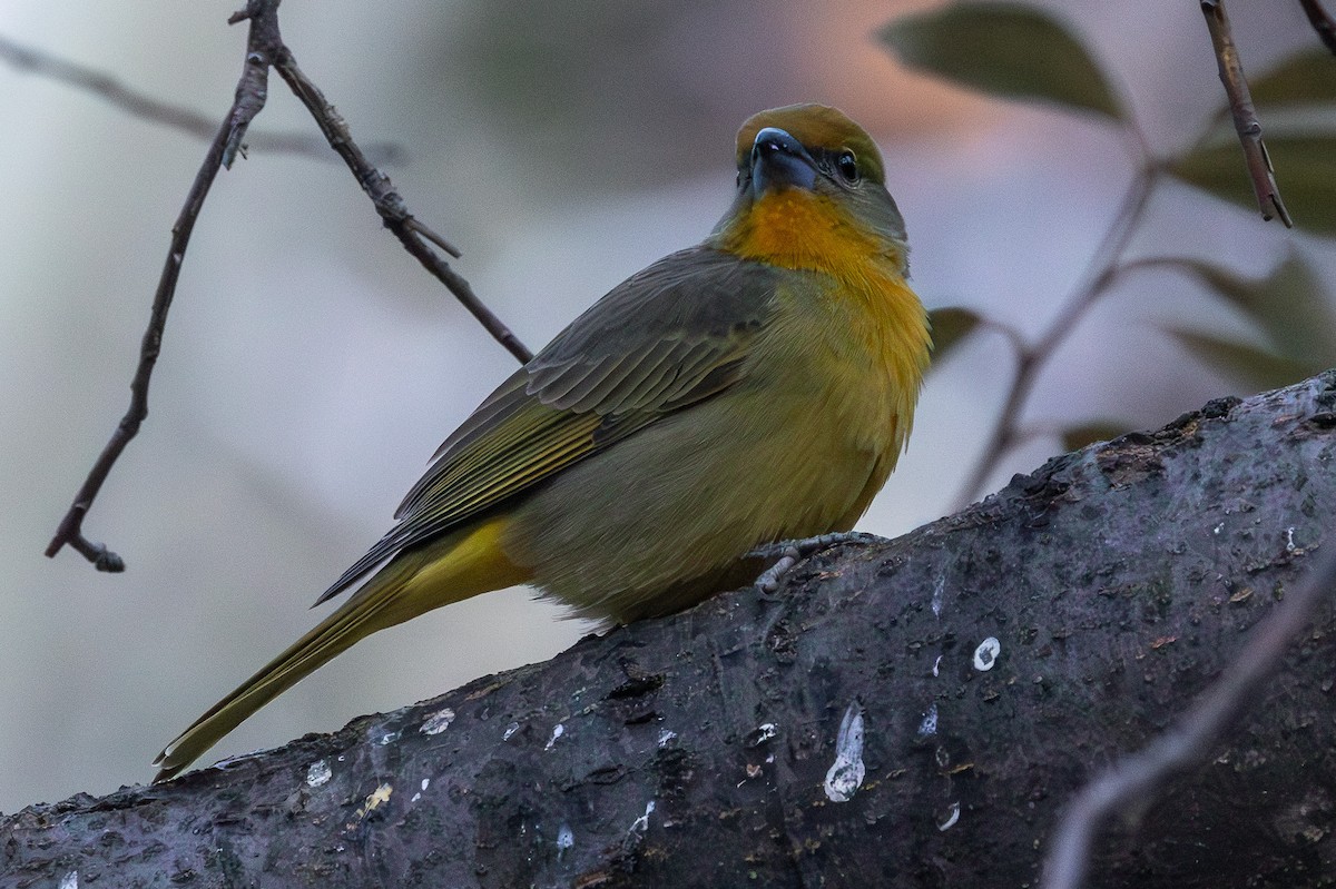 Hepatic Tanager - ML629119951