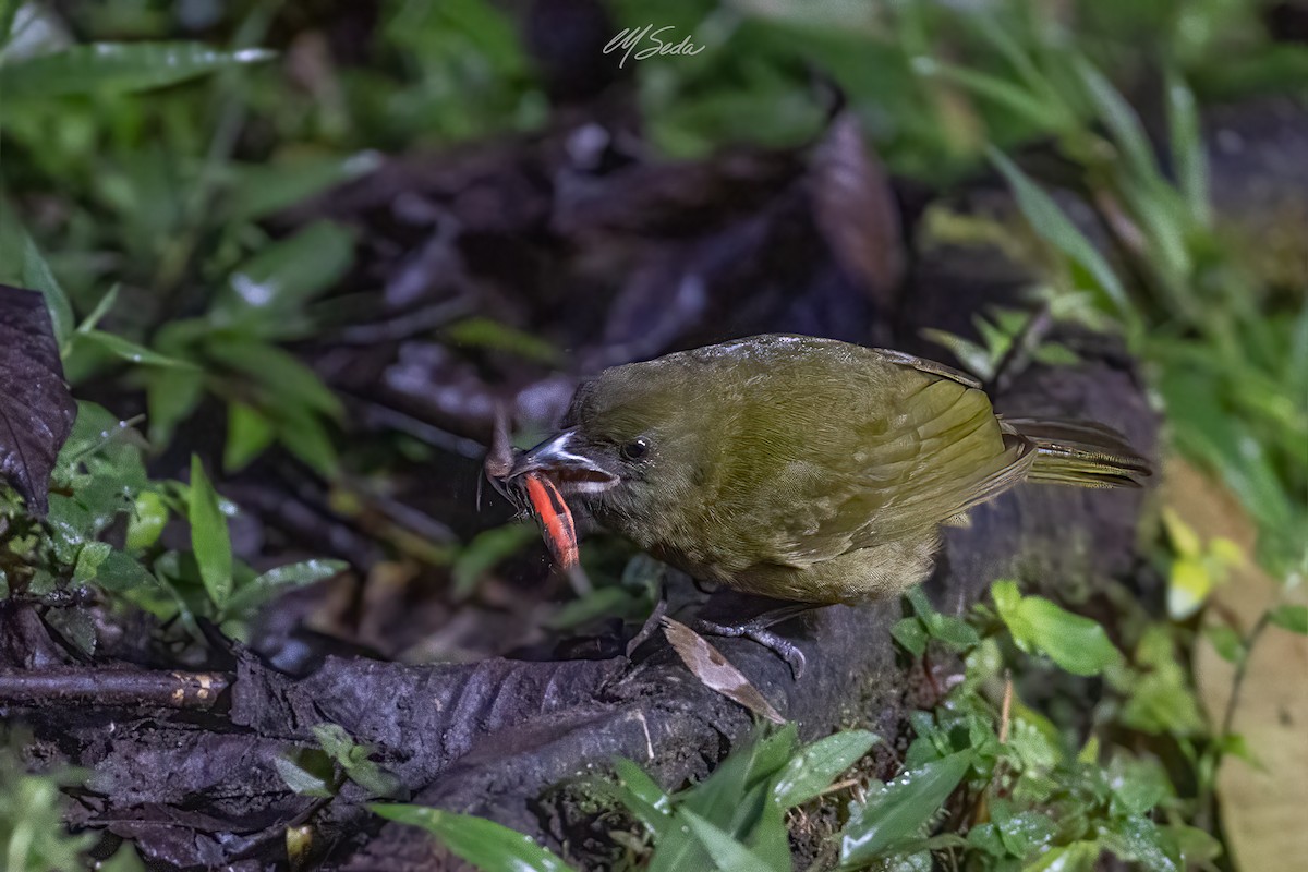 Ochre-breasted Tanager - ML629119952