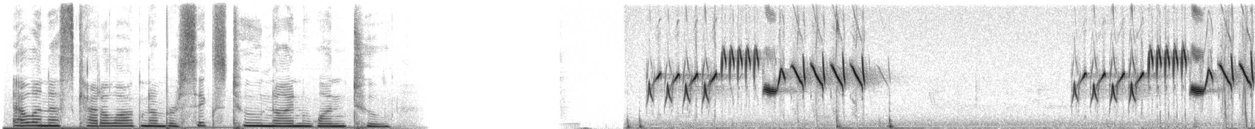Rotrückenammer (phaeonotus/palliatus) - ML62912