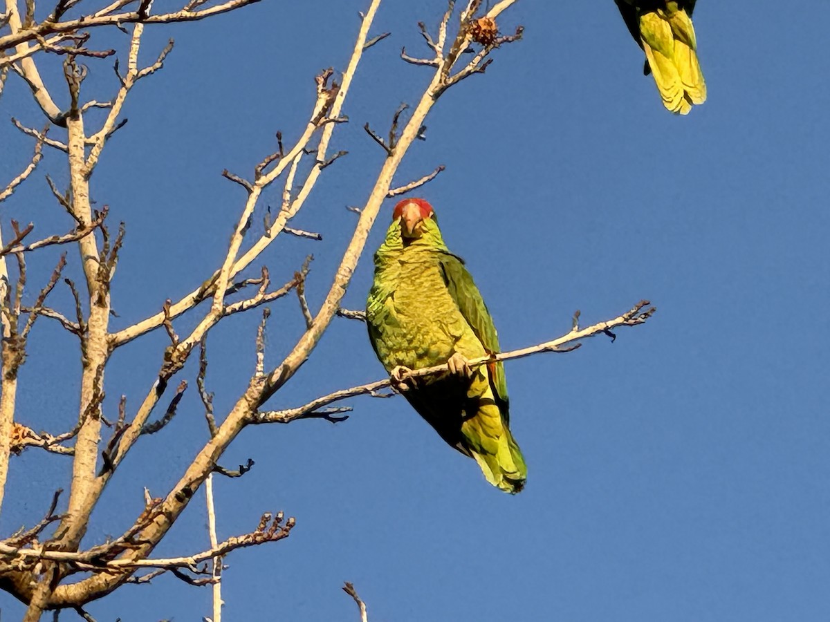 grønnkinnamazon - ML629120052