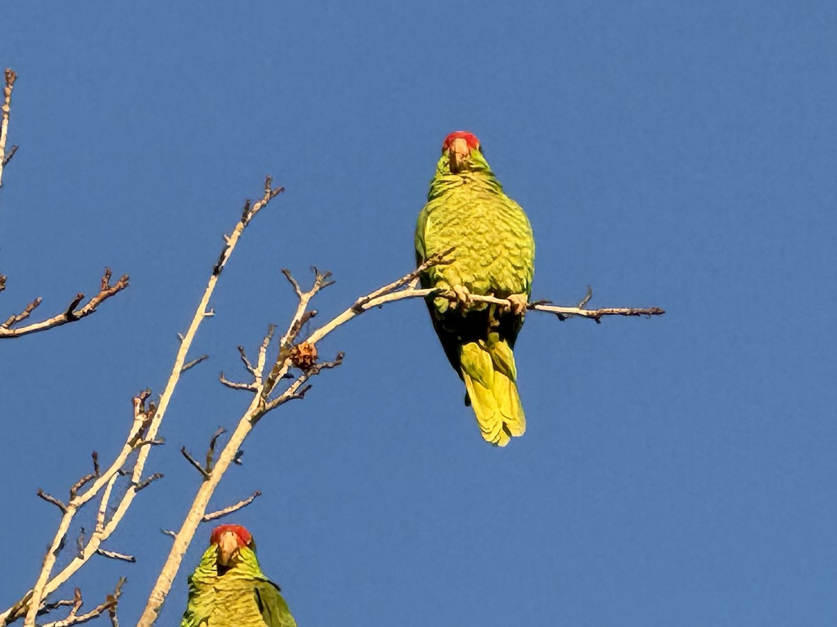 grønnkinnamazon - ML629120053