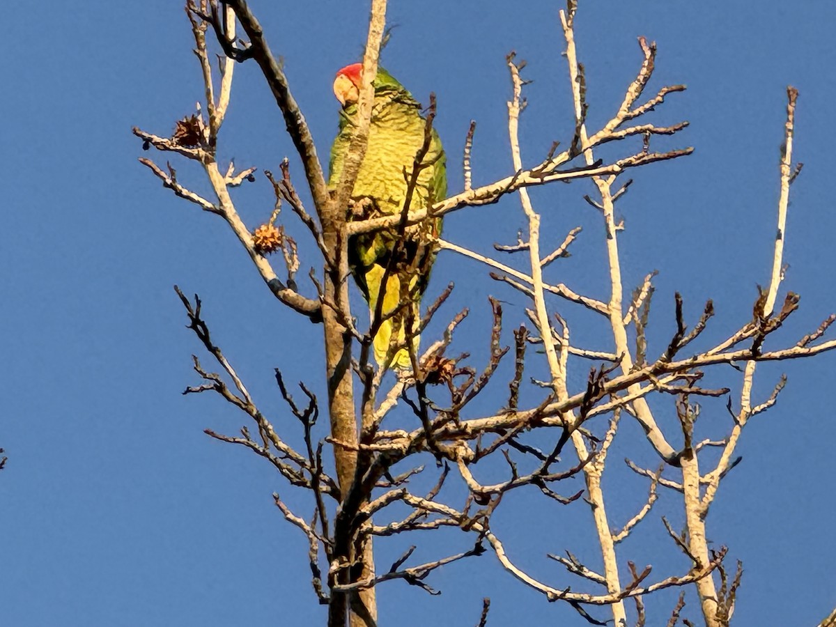 grønnkinnamazon - ML629120054