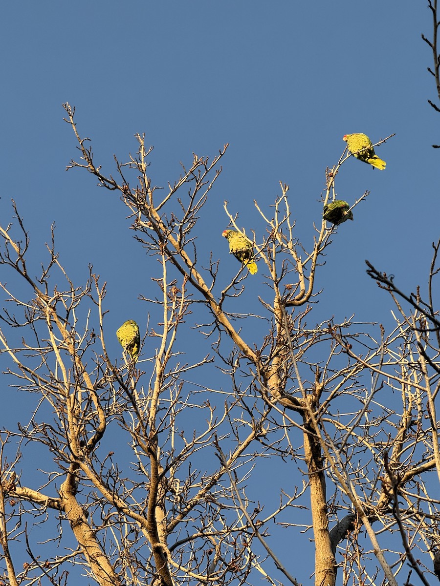 grønnkinnamazon - ML629120055