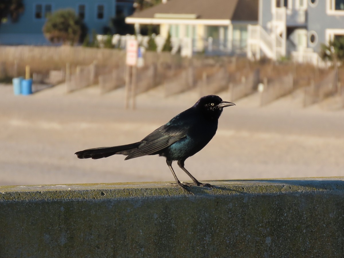 Boat-tailed Grackle - ML629120094