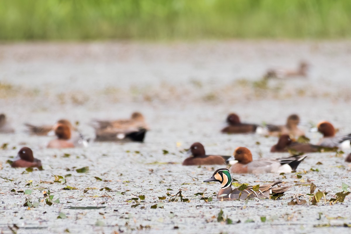 Baikal Teal - ML629120149