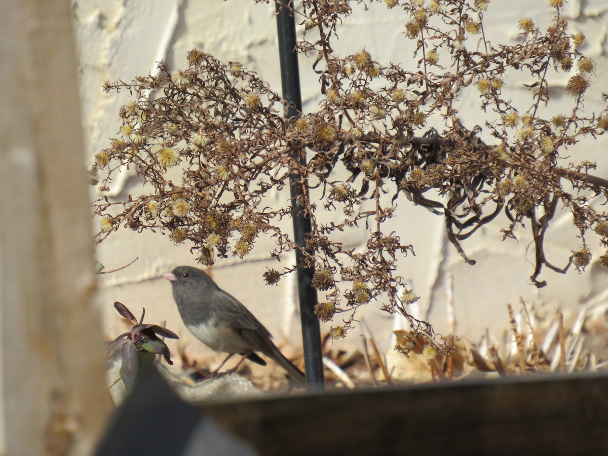 Dark-eyed Junco - ML629120226