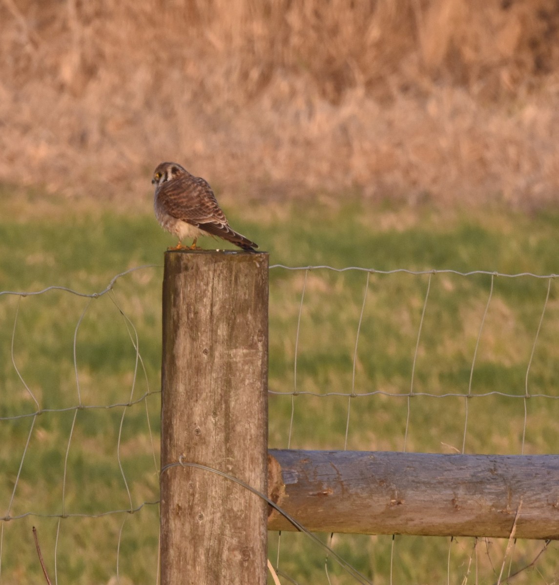 American Kestrel - ML629120268