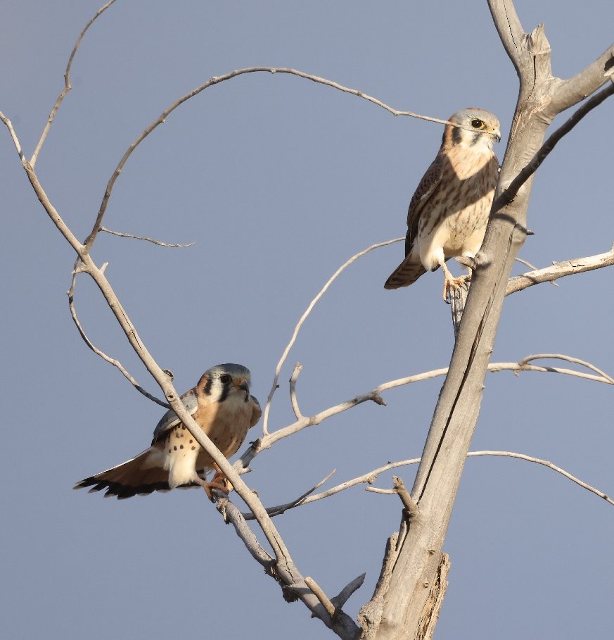 American Kestrel - ML629120269