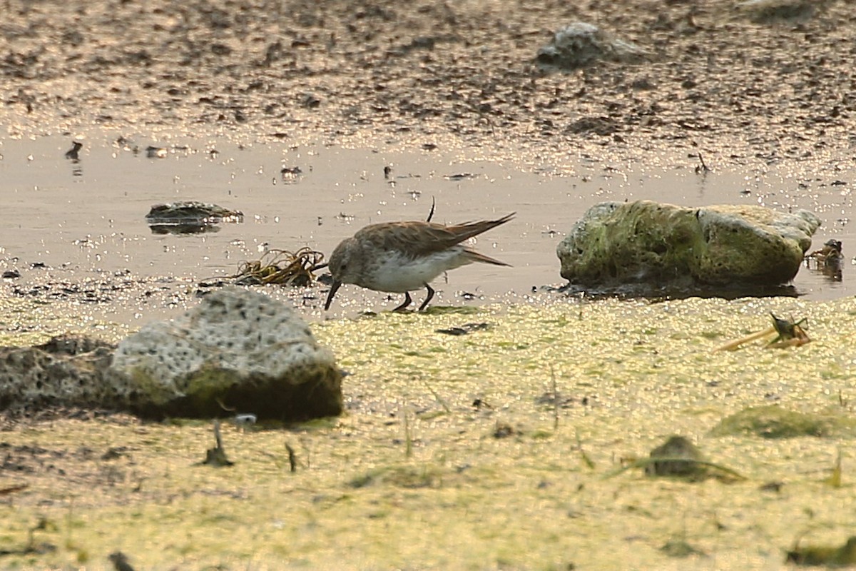 White-rumped Sandpiper - ML629120302