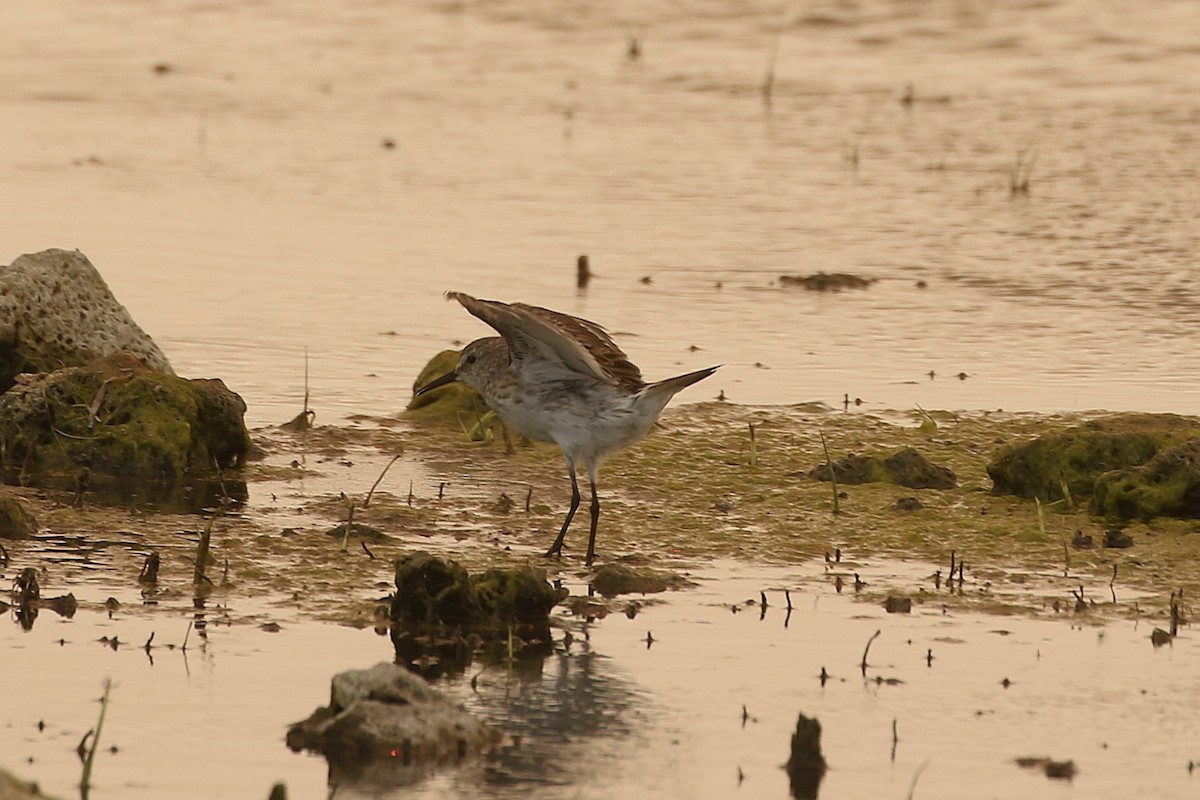 White-rumped Sandpiper - ML629120303