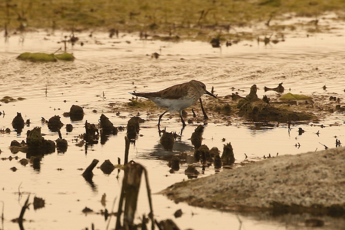 White-rumped Sandpiper - ML629120304