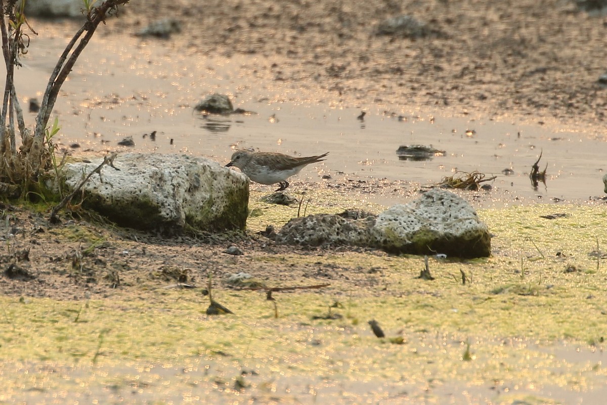 White-rumped Sandpiper - ML629120305