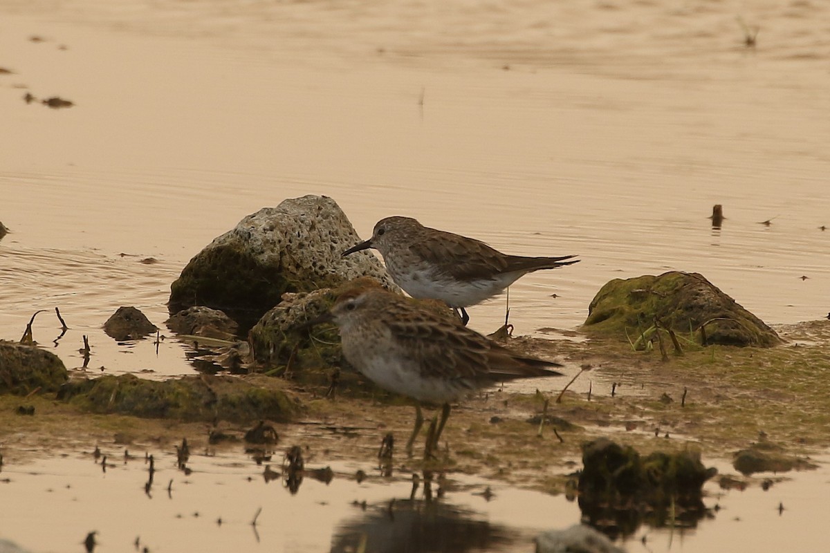 White-rumped Sandpiper - ML629120306