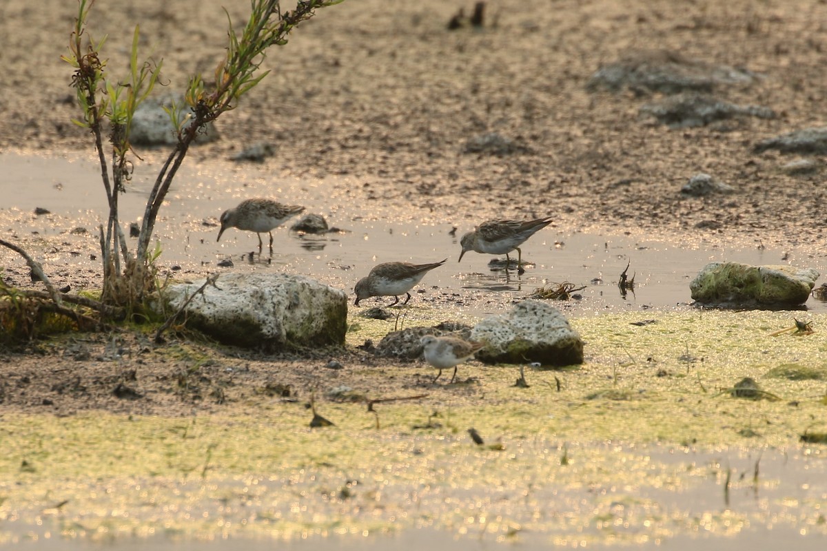 White-rumped Sandpiper - ML629120307