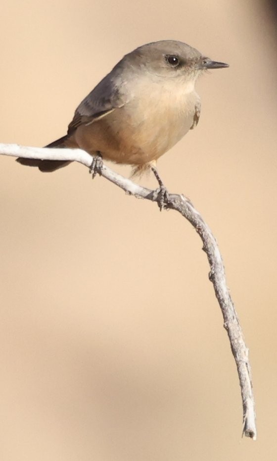 Say's Phoebe - ML629120324