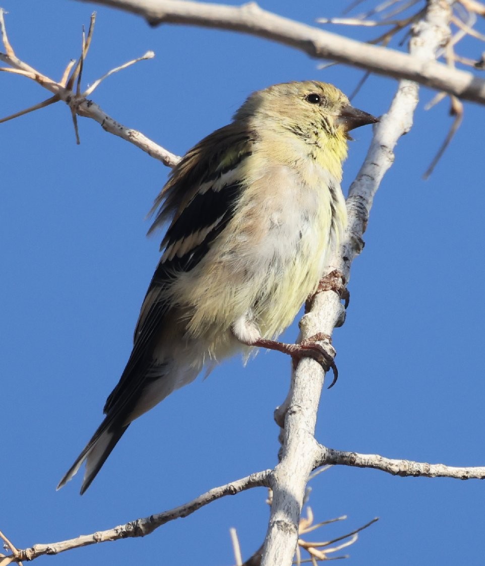 Lesser Goldfinch - ML629120337