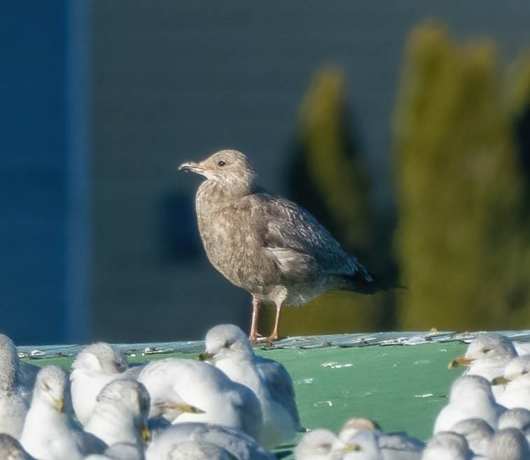 American Herring Gull - ML629120360