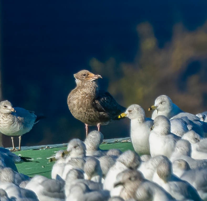 American Herring Gull - ML629120366