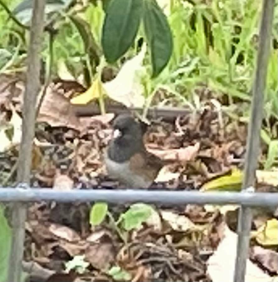 Dark-eyed Junco - ML629120411