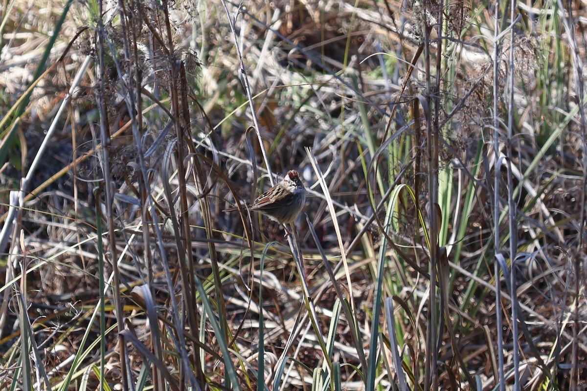 Swamp Sparrow - ML629120433