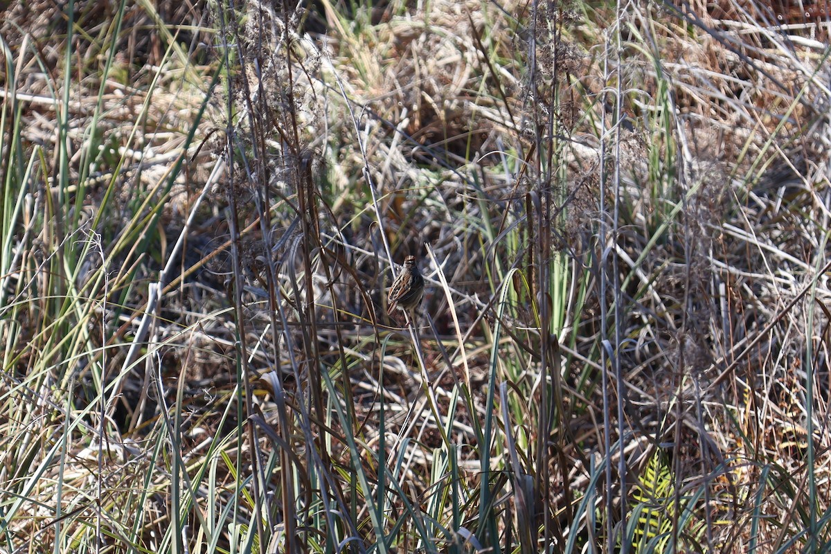 Swamp Sparrow - ML629120434