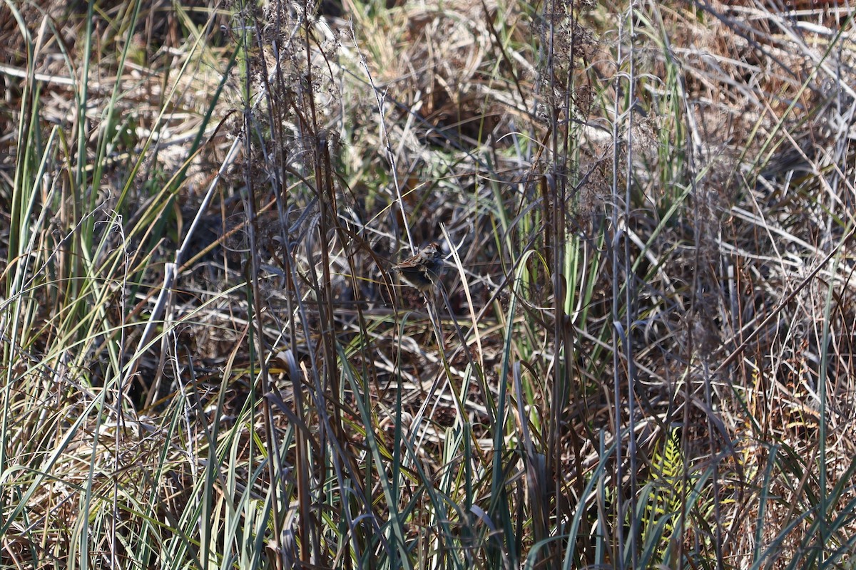 Swamp Sparrow - ML629120435