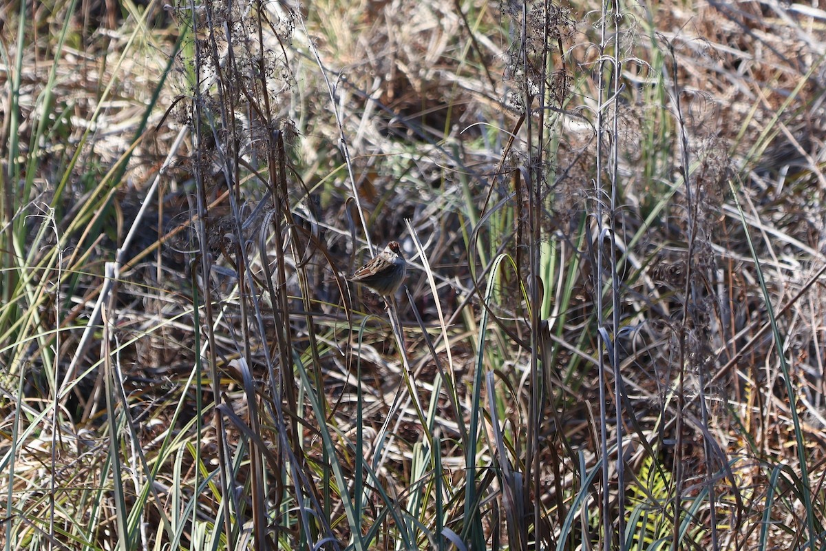 Swamp Sparrow - ML629120436