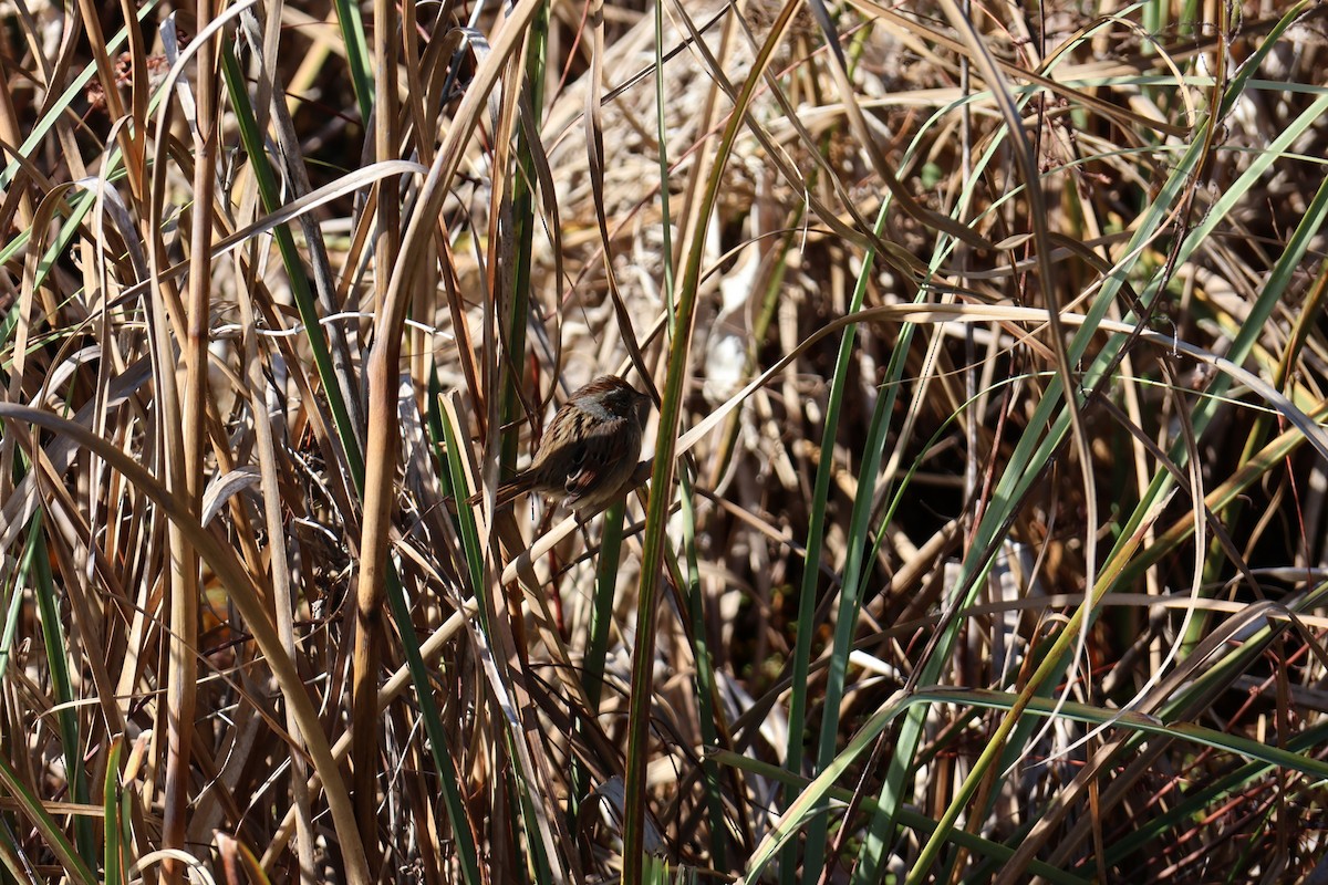 Swamp Sparrow - ML629120437