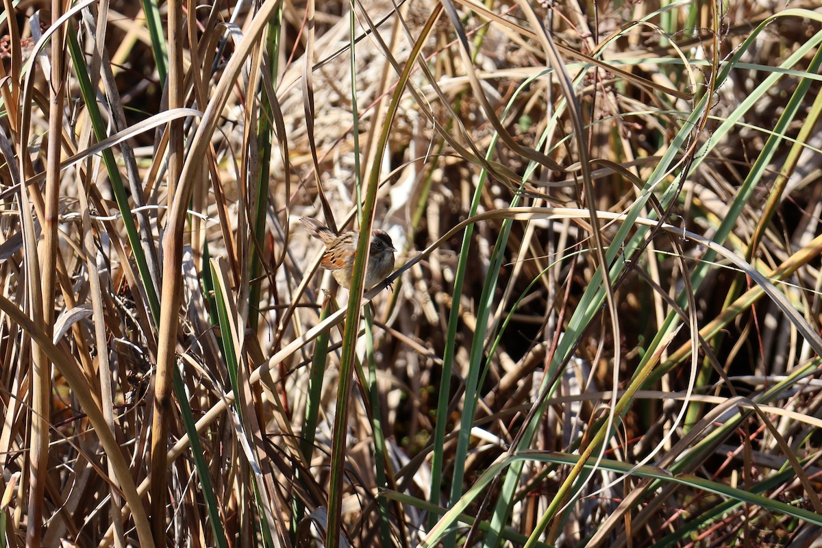 Swamp Sparrow - ML629120438