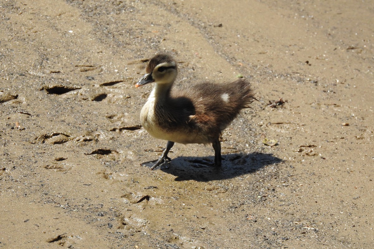 Wood Duck - ML629120444