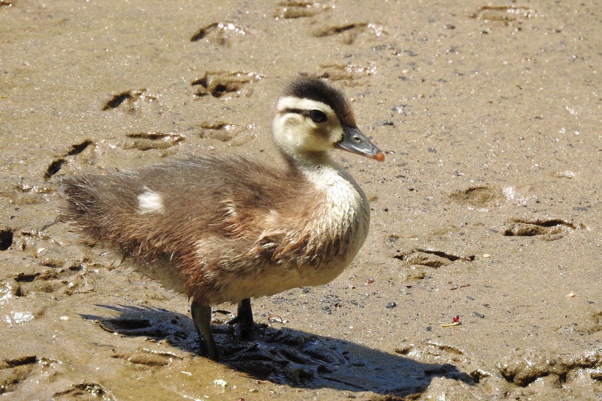 Wood Duck - ML629120453