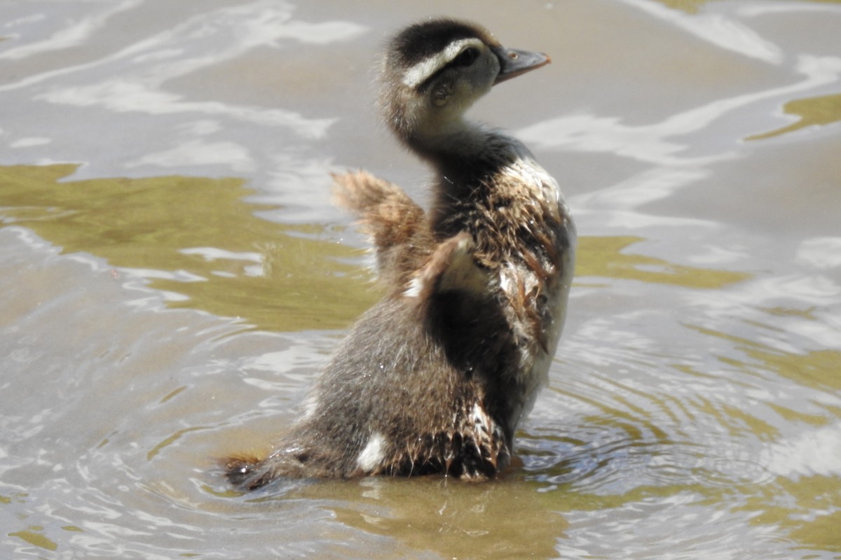 Wood Duck - ML629120458