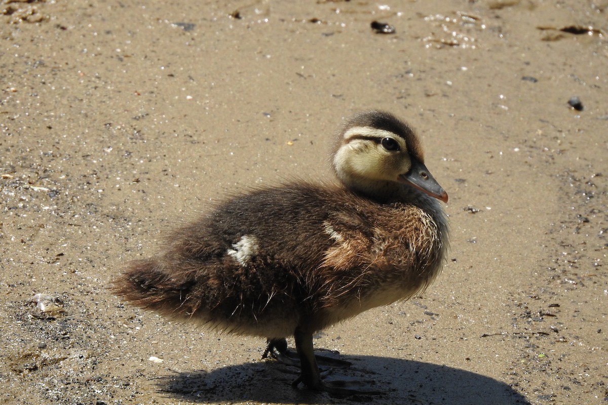 Wood Duck - ML629120467