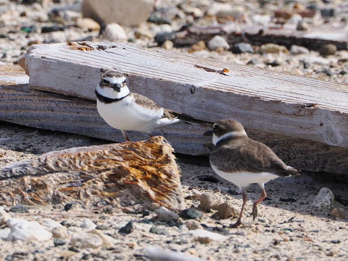 Semipalmated Plover - ML629120502