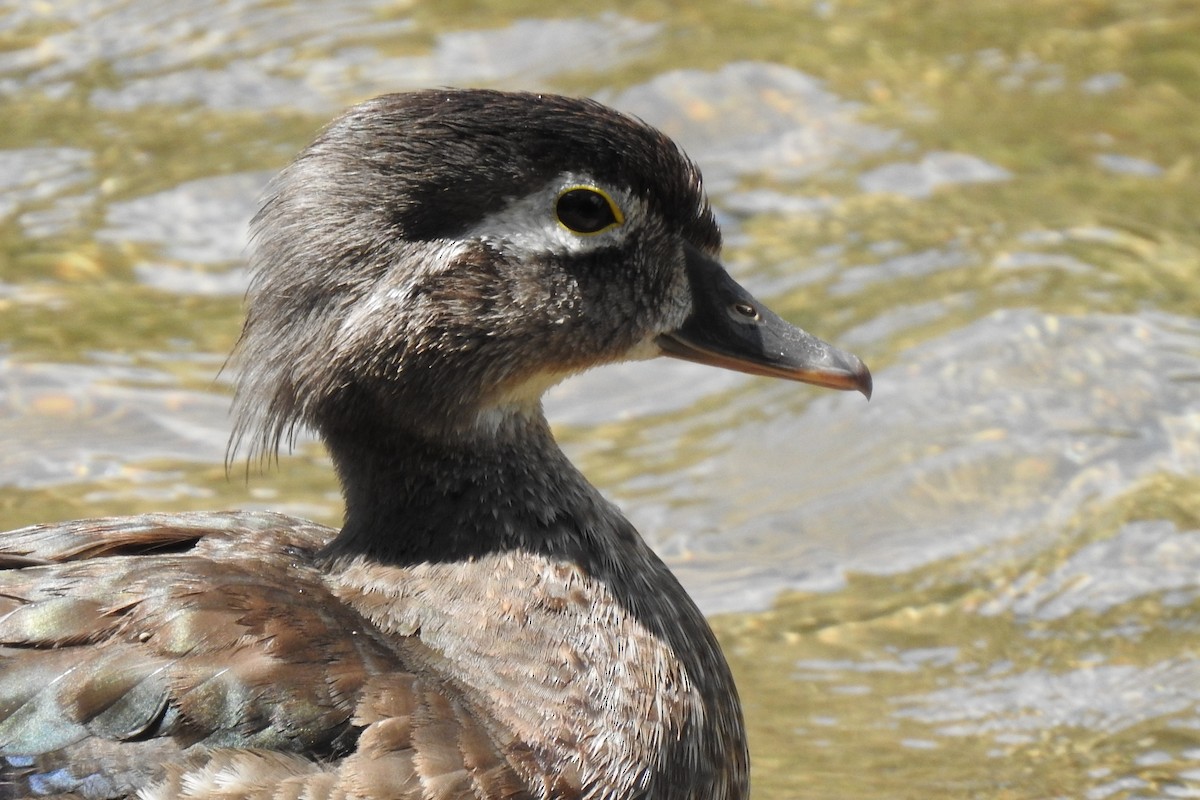 Wood Duck - ML629120509