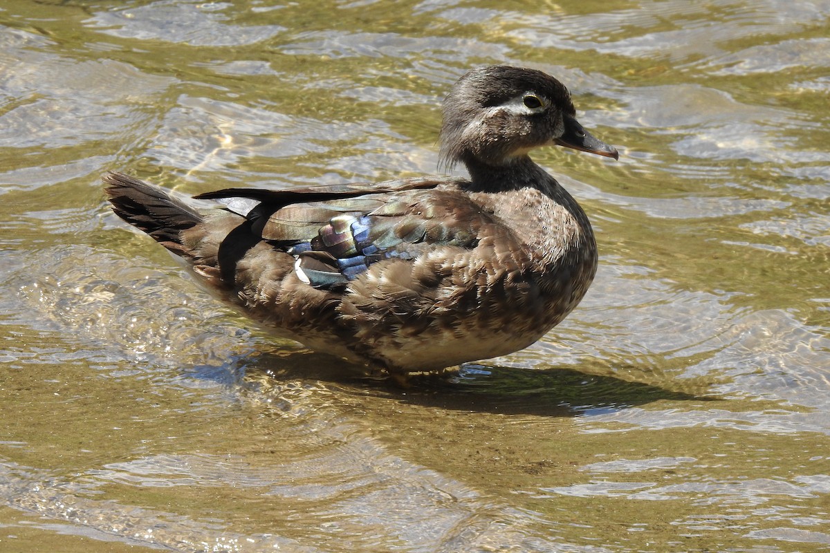 Wood Duck - ML629120514