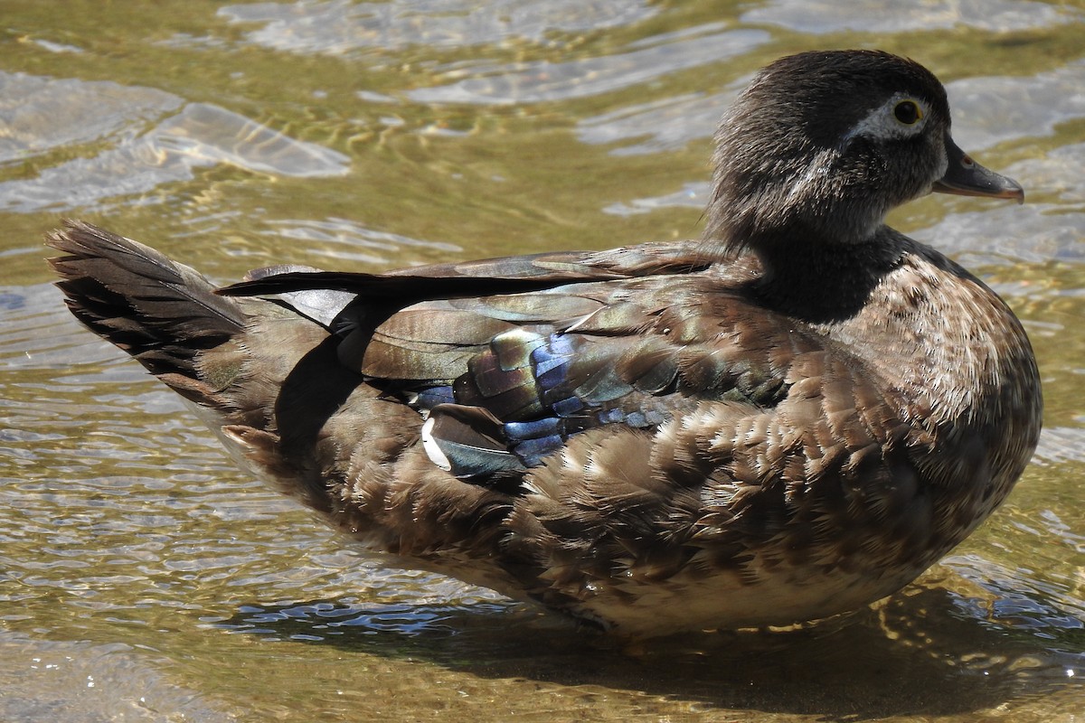 Wood Duck - ML629120523