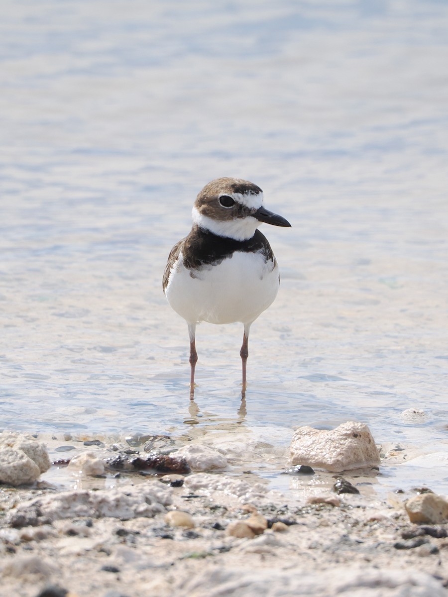 Semipalmated Plover - ML629120524