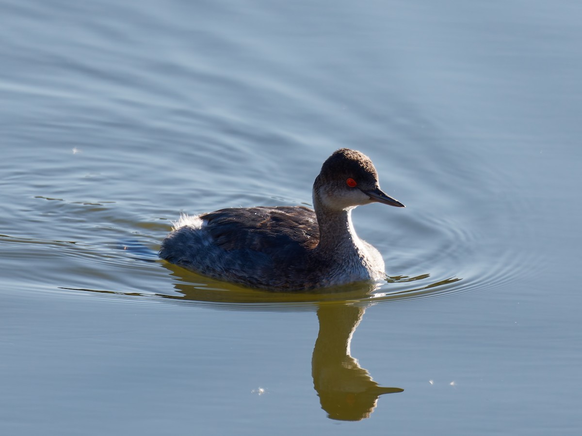 Eared Grebe - ML629120657